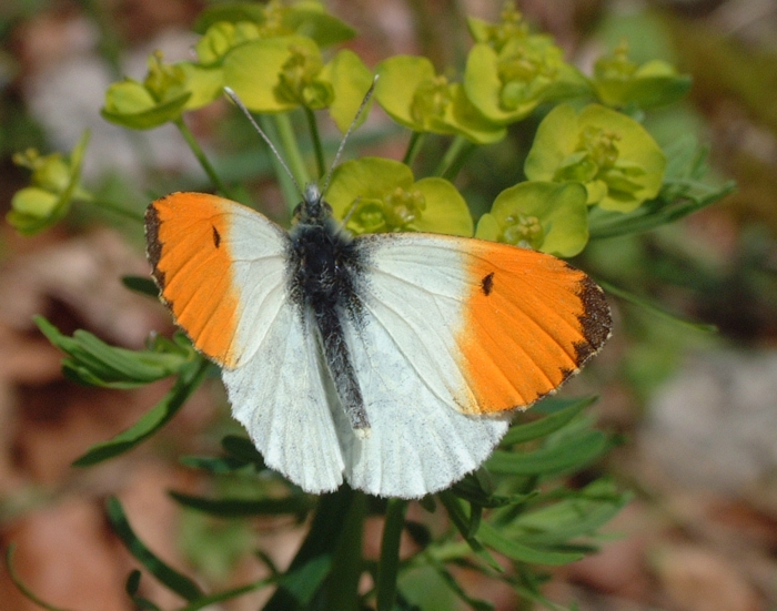 Anthocharis cardamines